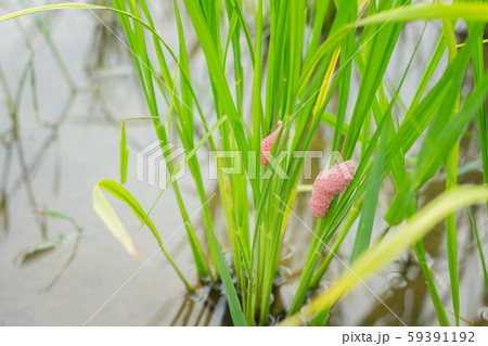 Egg mass of Golden Apple Snail in rice paddy field 59391192