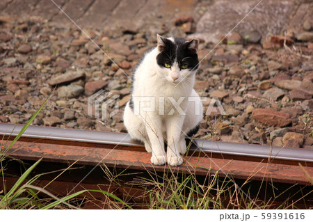 鶴見線浜川崎駅の線路に座っている野良猫(3) 鶴見線浜川崎駅の線路に座っている野良猫(3) 59391616
