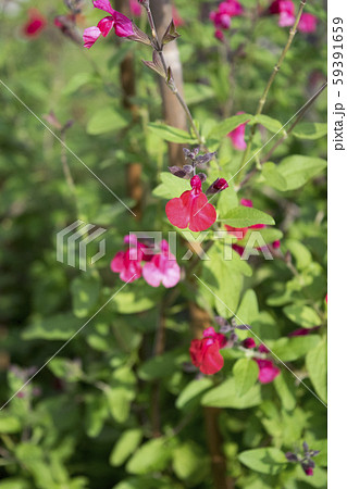 ハーブ　チェリーセージ 59391659