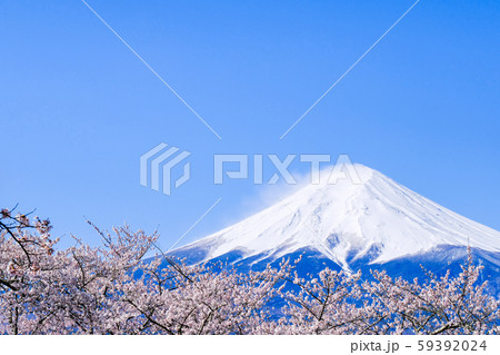 桜と富士山 桜と富士山 59392024