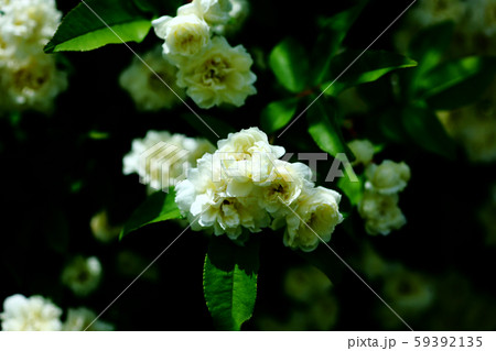 白いつるバラの花の写真素材