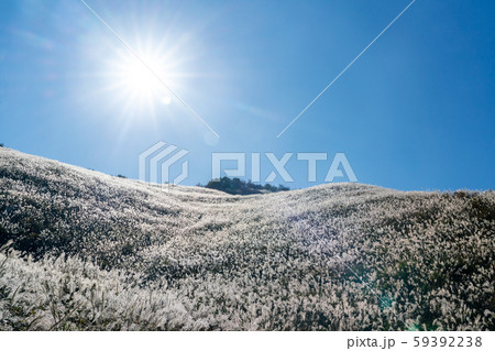 塩塚高原ススキ 59392238