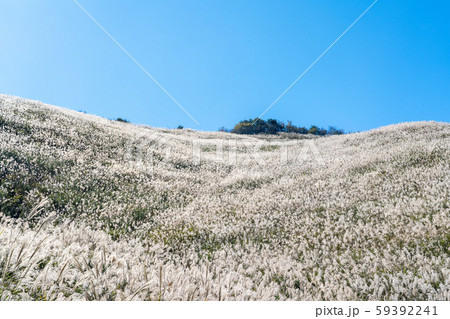 塩塚高原ススキ 59392241