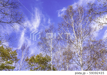 (岐阜県)飛騨御岳しらかば街道のシラカバ林 (岐阜県)飛騨御岳しらかば街道のシラカバ林 59392435