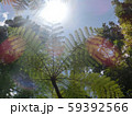 緑の葉が生い茂る森の中から見上げる輝く太陽 59392566