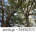 晴天の空の下緑の葉が生い茂る大きな木 59392572