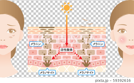 ターンオーバー　肌の断面図と女性 59392616