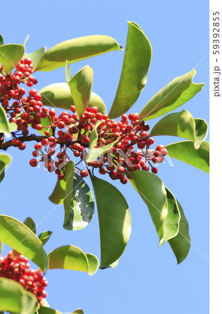 クロガネモチの実　秋 59392855