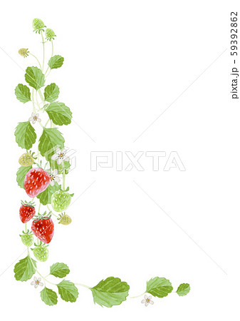 イチゴ フレーム 水彩 イラストのイラスト素材
