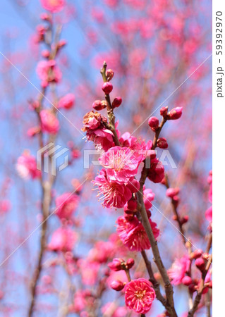 梅　緋の司　ひのつかさ 59392970