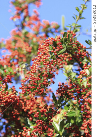 ピラカンサの実 59393012