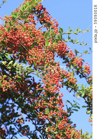 ピラカンサの実 59393016
