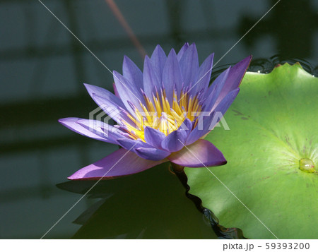 可憐な紫色の蓮の花 59393200