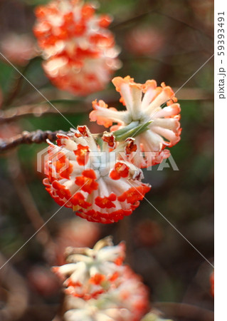 紅みつまた 59393491