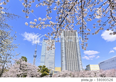 錦糸公園の桜とスカイツリーに高層ビル 59393526