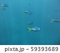 青い海の中を自由に泳ぎ回る魚たち 59393689