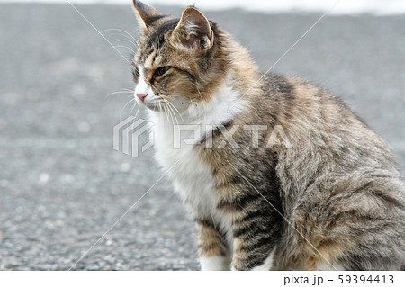 猫・野良猫・サバ白・まきちゃん・十一月・のんびり・くつろぐ・きれいな巻き毛 59394413