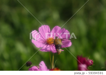 秋の花壇の花:コスモスの昆虫:オオスカシバ:みつすい 秋の花壇の花:コスモスの昆虫:オオスカシバ:みつすい 59394591