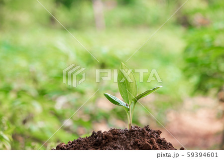 Young plant in the morning light on nature 59394601