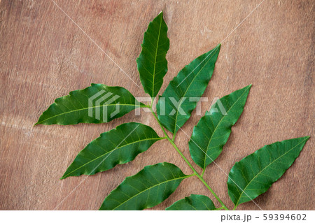 Neem leaves used as ayurvedic medicine 59394602