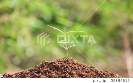 Young plant in the morning light on nature Young plant in the morning light on nature 59394612