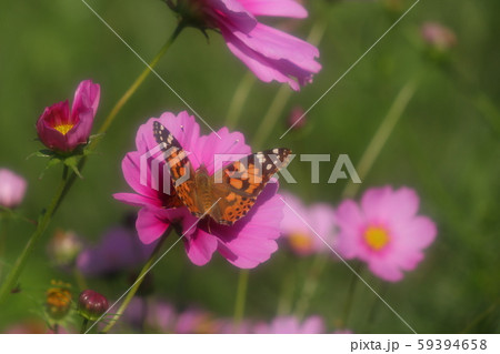 秋の花壇の花 コスモスの蝶 ヒメアカタテハ みつすいの写真素材