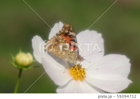 秋の花壇の花：コスモスの蝶：ヒメアカタテハ：みつすい 59394712
