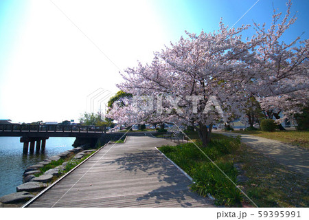 桜の咲く公園　風景　糸島 59395991