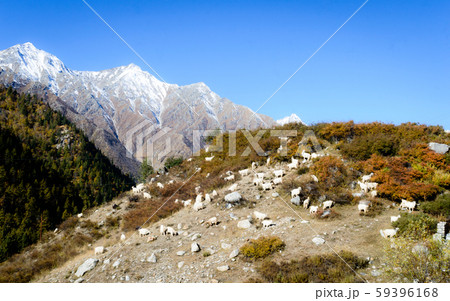 Herd of sheep in lush Himalayas mountain Herd of sheep in lush Himalayas mountain 59396168