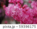 ピンクの花 59396175