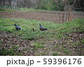 鳥 59396176