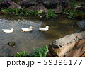 アヒル 59396177