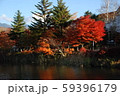 信州のもみじ 59396179