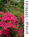 ピンクの花 59396181