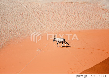 oryx on sand oryx on sand 59396251