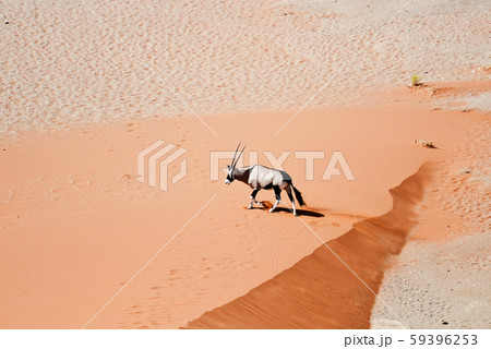 oryx in Namibia oryx in Namibia 59396253