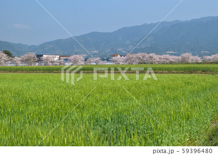 麦 桜並木 山 糸島農村の風景2 麦 桜並木 山 糸島農村の風景2 59396480