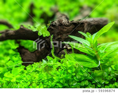 水草水槽 59396874