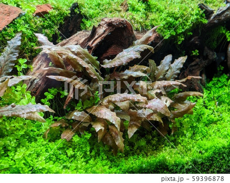 水草水槽 水草水槽 59396878