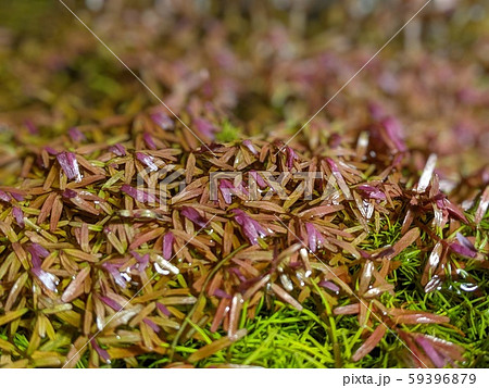 水草 水草 59396879