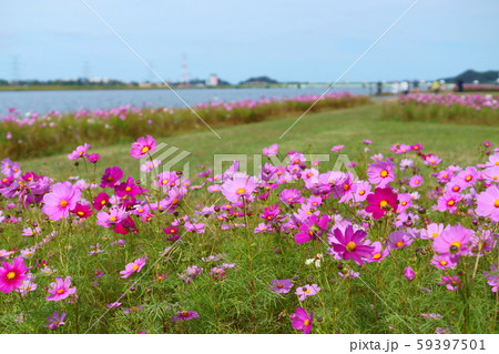 遠賀川河川敷の風に揺れるコスモス 遠賀川河川敷の風に揺れるコスモス 59397501