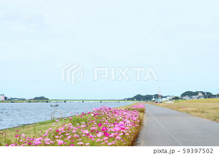 遠賀川の畔はコスモス散歩道 59397502