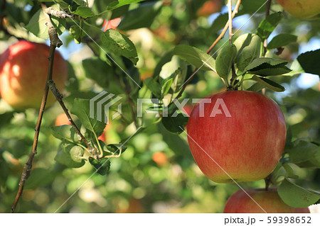 りんご 59398652