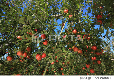 りんご 59398661