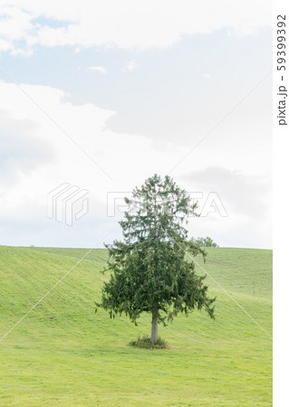 春よ来いの木 59399392