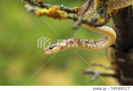 The Aesculapian snake Zamenis longissimus The Aesculapian snake Zamenis longissimus 59399527