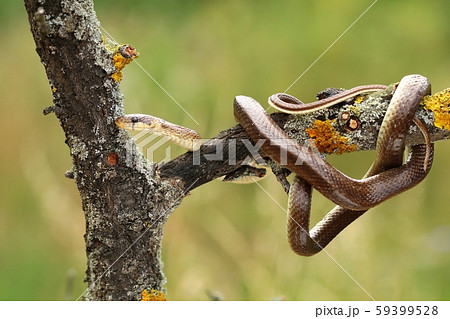 The Aesculapian snake Zamenis longissimus 59399528