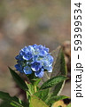 季節外れの紫陽花 59399534