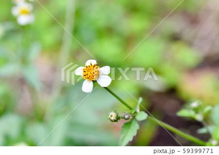 アイノコセンダングサの花 59399771