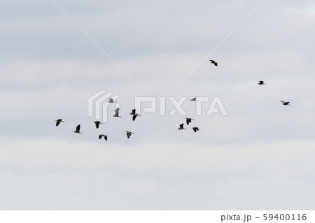 Silhouettes of a group flying Grey Herons 59400116